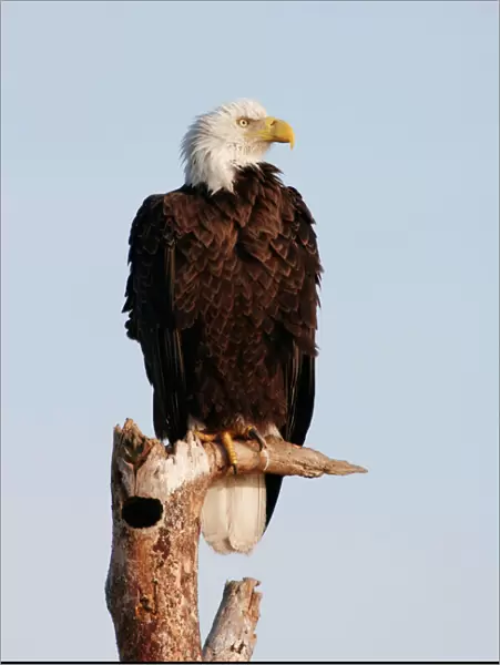 Bald Eagle - on dead tree Viera Wetlands, florida, USA BI001239