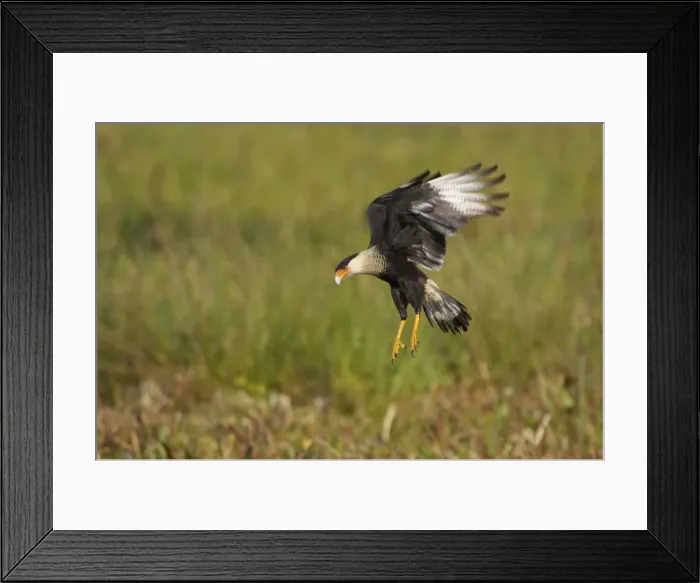Framed Print : Crested Caracara - hovering over marsh Viera Wetlands, florida, USA BI001241 Framed Print : Crested Caracara - hovering over marsh Viera Wetlands, florida, USA BI001241