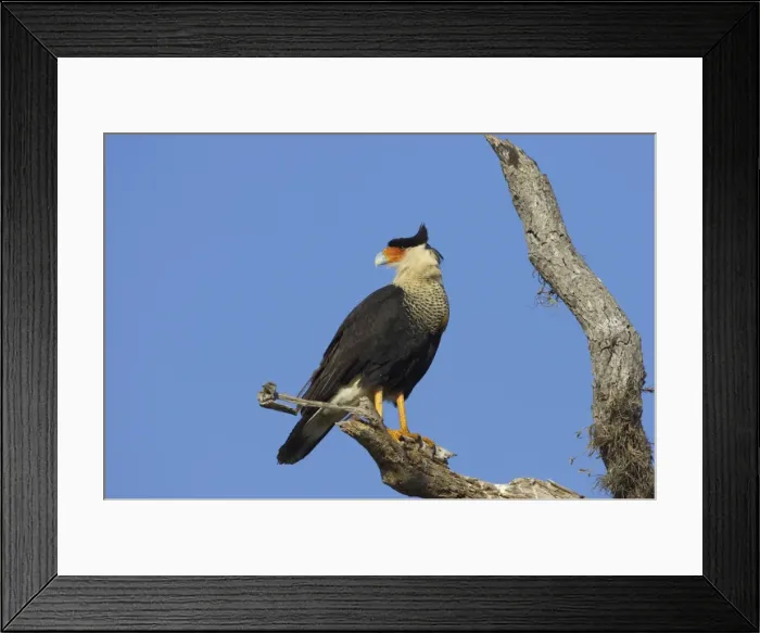 Framed Print : Crested Caracara Lake Kissimees, florida, USA BI001253 Framed Print : Crested Caracara Lake Kissimees, florida, USA BI001253