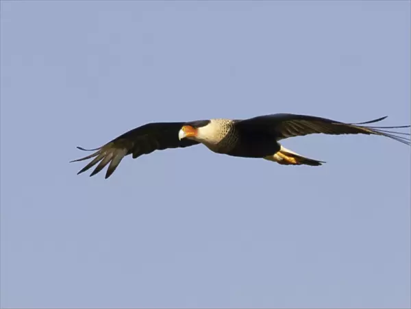 Crested Caracara - in flight Lake Kissimees, florida, USA BI001266