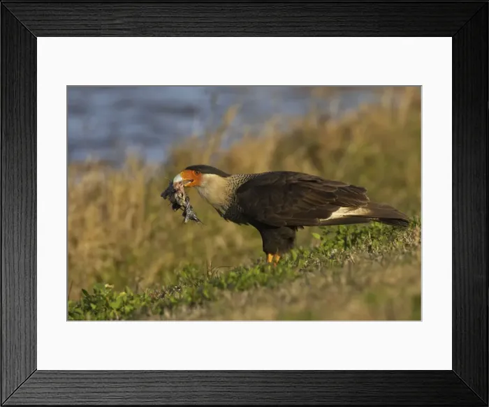 Framed Print : Crested Caracara - with remains of American Coot, scavanging Viera Wetlands, florida, USA BI001279 Framed Print : Crested Caracara - with remains of American Coot, scavanging Viera Wetlands, florida, USA BI001279