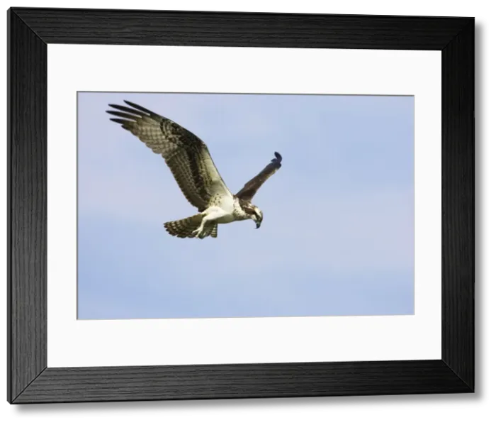 Framed Print : Osprey - hovering to spot fish Everglades National park, florida, USA BI001305 Framed Print : Osprey - hovering to spot fish Everglades National park, florida, USA BI001305