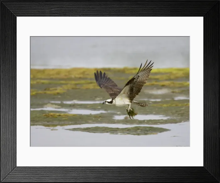 Framed Print : Osprey - with collected nest material Ding Darling NWR, florida, USA BI001312 Framed Print : Osprey - with collected nest material Ding Darling NWR, florida, USA BI001312