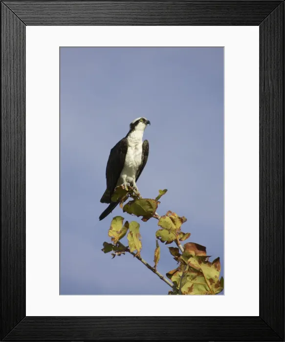 Framed Print : Osprey Sanibel Island, florida, USA BI001321 Framed Print : Osprey Sanibel Island, florida, USA BI001321