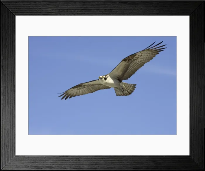 Framed Print : Osprey - in flight BI001325 Framed Print : Osprey - in flight BI001325