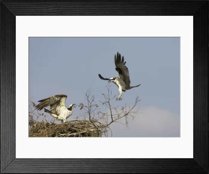 Framed Print : Ospreys - fighting over nest site Cypress Lake, florida, USA BI001340 Framed Print : Ospreys - fighting over nest site Cypress Lake, florida, USA BI001340