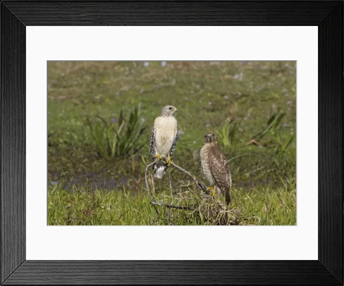 Framed Print : Red-Shouldered Hawk - pair Lake Kissimee, florida, USA BI001355 Framed Print : Red-Shouldered Hawk - pair Lake Kissimee, florida, USA BI001355