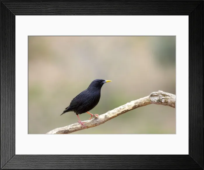 Framed Print : Spotless Starling. Extremedura, Spain BI002921 Framed Print : Spotless Starling. Extremedura, Spain BI002921