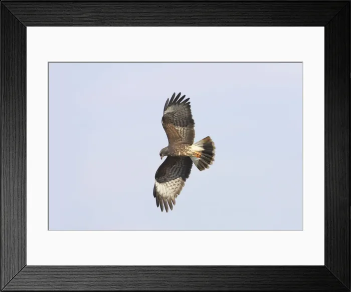 Framed Print : Snail Kite - In flight hunting. Lake Kissimee, florida, USA BI001398 Framed Print : Snail Kite - In flight hunting. Lake Kissimee, florida, USA BI001398