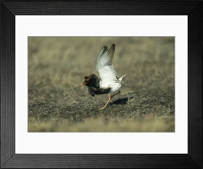 Framed Print : Ruff - Lek male wing flutter Finland BI006841 Framed Print : Ruff - Lek male wing flutter Finland BI006841