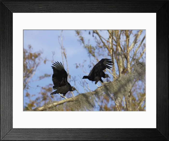 Framed Print : American Black Vulture on spanish moss covered tree. Cypress Lake, florida, USA BI001763 Framed Print : American Black Vulture on spanish moss covered tree. Cypress Lake, florida, USA BI001763