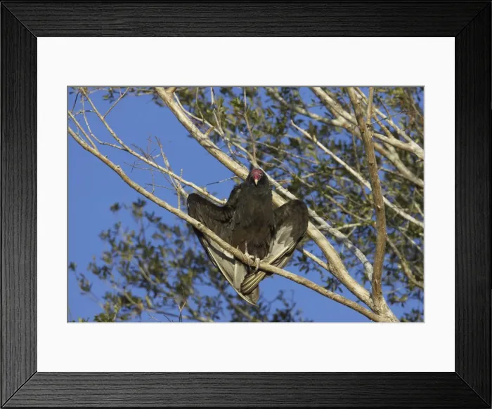 Framed Print : Turkey Vulture warming itself in the morning Sunshine. Cypress Lake, florida, USA BI001792 Framed Print : Turkey Vulture warming itself in the morning Sunshine. Cypress Lake, florida, USA BI001792
