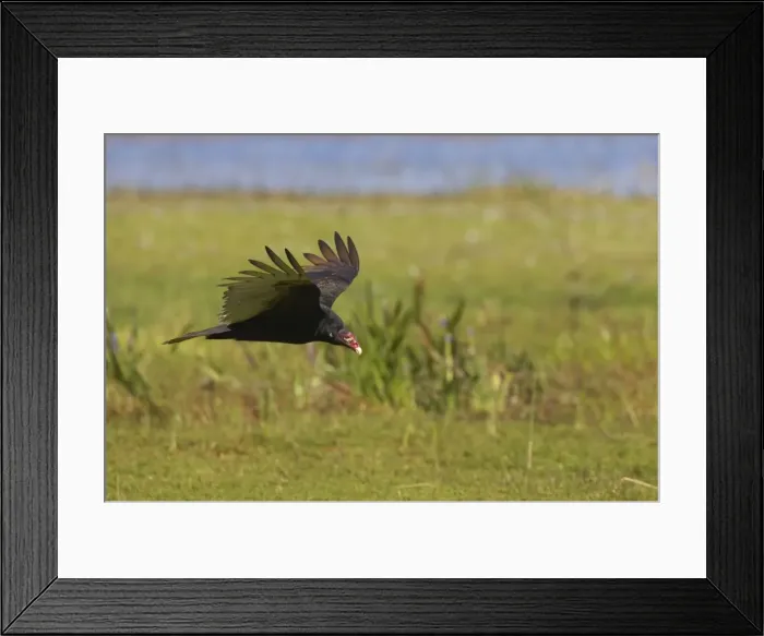 Framed Print : Turkey Vulture approaching kill. Lake Kissimee, florida, USA BI001780 Framed Print : Turkey Vulture approaching kill. Lake Kissimee, florida, USA BI001780