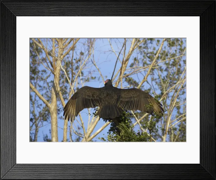Framed Print : Turkey Vulture warming itself in the morning Sunshine. Cypress Lake, florida, USA BI001791 Framed Print : Turkey Vulture warming itself in the morning Sunshine. Cypress Lake, florida, USA BI001791