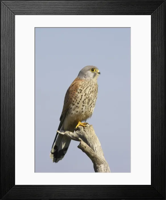 Framed Print : Lesser Kestrel - Male on perch. Extremadura, Spain BI002752 Framed Print : Lesser Kestrel - Male on perch. Extremadura, Spain BI002752