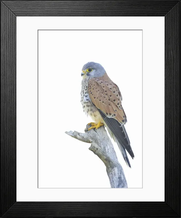 Framed Print : Lesser Kestrel. Male against white sky. Extremadura, Spain BI002738 Framed Print : Lesser Kestrel. Male against white sky. Extremadura, Spain BI002738