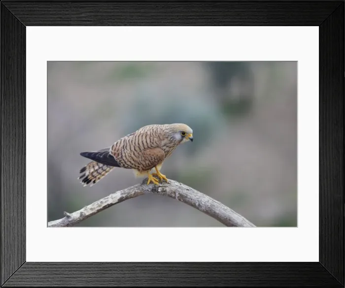 Framed Print : Lesser Kestrel - Female. Extremadura, Spain BI002680 Framed Print : Lesser Kestrel - Female. Extremadura, Spain BI002680