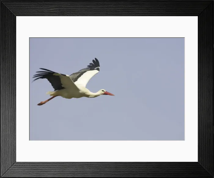 Framed Print : White Stork - In flight. Extramadura, Spain BI002847 Framed Print : White Stork - In flight. Extramadura, Spain BI002847