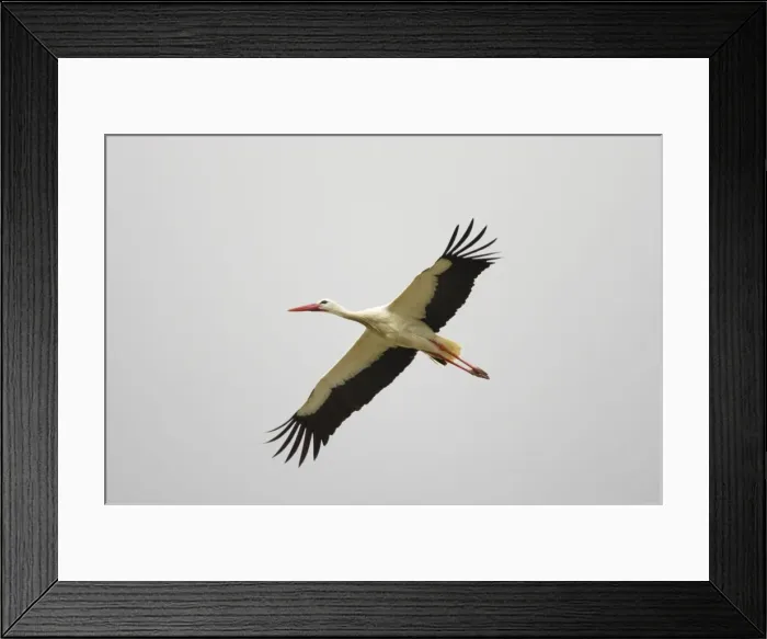 Framed Print : White Stork - In flight. Extramadura, Spain BI002820 Framed Print : White Stork - In flight. Extramadura, Spain BI002820