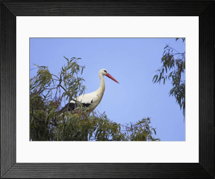 Framed Print : White Stork - On Eucalyptus Tree. Extramadura, Spain BI002810 Framed Print : White Stork - On Eucalyptus Tree. Extramadura, Spain BI002810