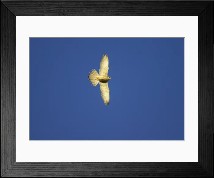 Framed Print : Lesser Kestrel - Female in flight. Extremadura, Spain BI002806 Framed Print : Lesser Kestrel - Female in flight. Extremadura, Spain BI002806