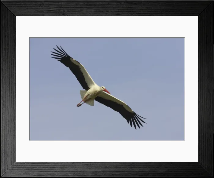 Framed Print : White Stork - In flight. Extramadura, Spain BI002859 Framed Print : White Stork - In flight. Extramadura, Spain BI002859