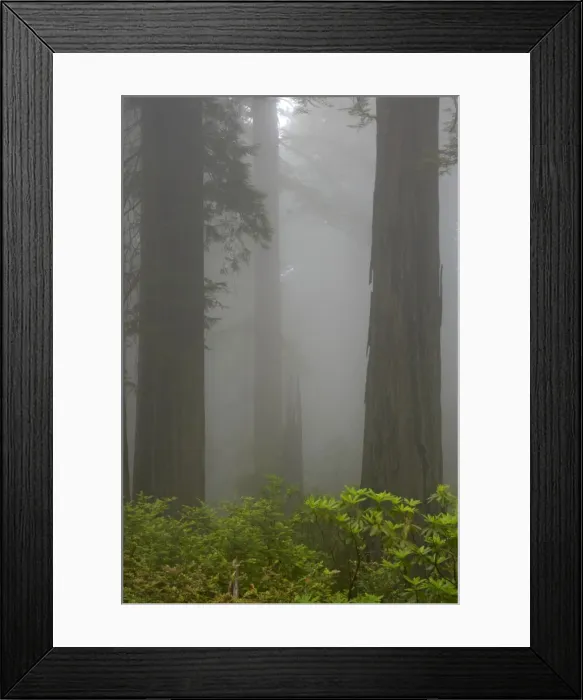 Framed Print : Coastal Redwood forest - in fog Redwood National Park California, USA LA000744 Framed Print : Coastal Redwood forest - in fog Redwood National Park California, USA LA000744