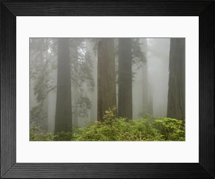 Framed Print : Coastal Redwood forest - in fog Redwood National Park California, USA LA00745 Framed Print : Coastal Redwood forest - in fog Redwood National Park California, USA LA00745