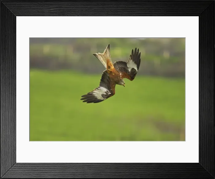 Framed Print : Red Kite - stooping down Gigrin Farm, Wales BI003160 Framed Print : Red Kite - stooping down Gigrin Farm, Wales BI003160