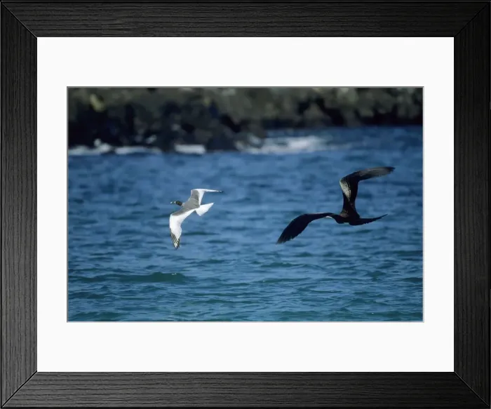 Framed Print : Great Frigatebird - chasing Swallowtail Gull (Larus furcatus) Tower Island (Genovesa), Galapagos BI002221 Framed Print : Great Frigatebird - chasing Swallowtail Gull (Larus furcatus) Tower Island (Genovesa), Galapagos BI002221