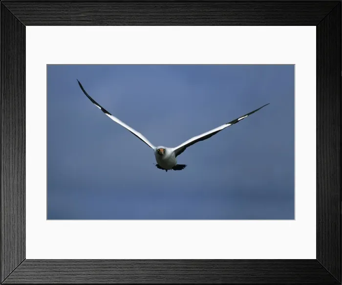 Framed Print : Nazca / Masked Booby Tower (Genovesa) island, Galapagos BI002229 Framed Print : Nazca / Masked Booby Tower (Genovesa) island, Galapagos BI002229