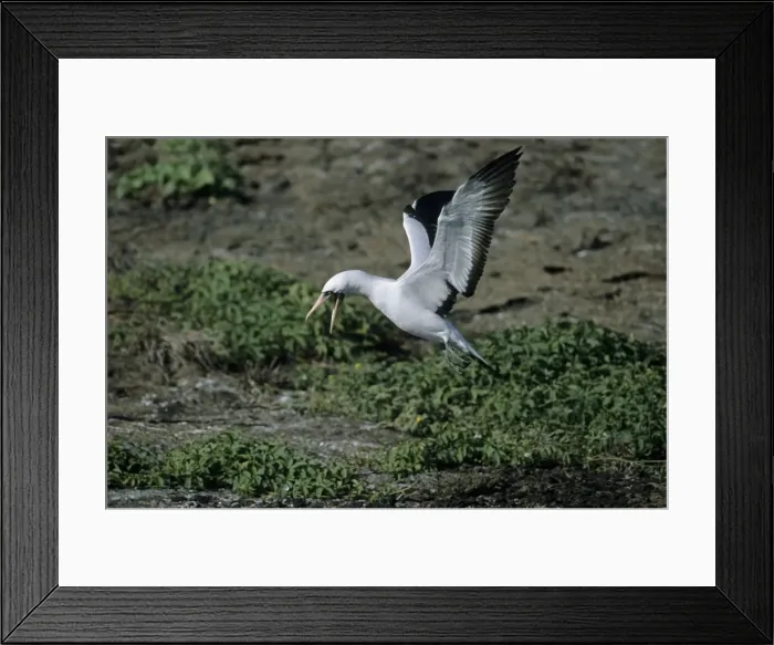 Framed Print : Nazca Booby - landing on volcanic breeding grounds Tower (Genovesa) island, Galapagos BI004387 Framed Print : Nazca Booby - landing on volcanic breeding grounds Tower (Genovesa) island, Galapagos BI004387