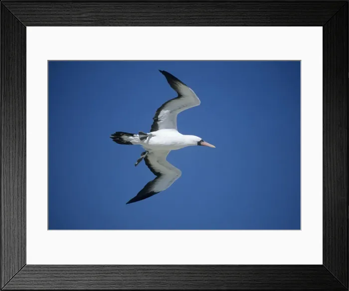 Framed Print : Nazca / Masked Booby - in flight Tower (Genovesa) island, Galapagos BI004391 Framed Print : Nazca / Masked Booby - in flight Tower (Genovesa) island, Galapagos BI004391