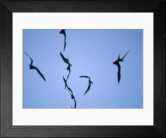 Framed Print : Great Frigatebirds chasing Red Footed Booby (Sula sula) Tower Island (Genovesa), Galapagos BI004852 Framed Print : Great Frigatebirds chasing Red Footed Booby (Sula sula) Tower Island (Genovesa), Galapagos BI004852