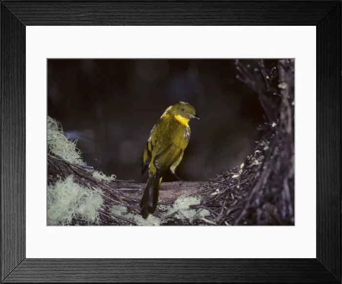 Framed Print : Golden Bowerbird - at Bower Atherton Tablelands, Queensland, Australia BI005148 Framed Print : Golden Bowerbird - at Bower Atherton Tablelands, Queensland, Australia BI005148