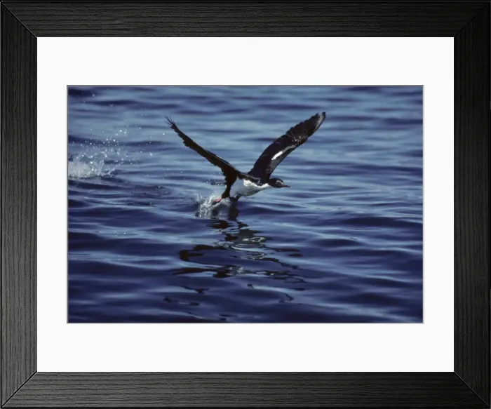 Framed Print : Imperial Shag - Taking off across water Tierra del Fuego, Argentina BI005213 Framed Print : Imperial Shag - Taking off across water Tierra del Fuego, Argentina BI005213