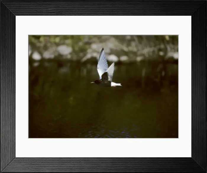 Framed Print : White-Winged Black Tern - In Flight Lesbos, Greece BI006275 Framed Print : White-Winged Black Tern - In Flight Lesbos, Greece BI006275
