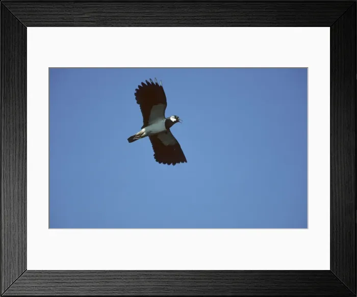 Framed Print : Lapwing - In Flight Biezbra Marshes, Poland BI006530 Framed Print : Lapwing - In Flight Biezbra Marshes, Poland BI006530