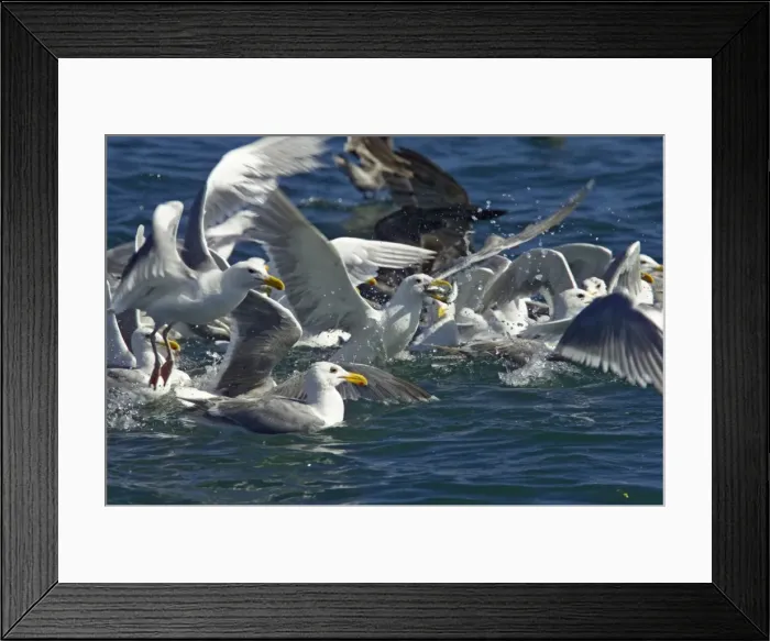Framed Print : Glaucous Winged Gull & Heermann's Gull (Larus heermannii) - feeding on bait ball near surface Strait of Juan de Fuca, Washington State, USA BI003441 Framed Print : Glaucous Winged Gull & Heermann's Gull (Larus heermannii) - feeding on bait ball near surface Strait of Juan de Fuca, Washington State, USA BI003441