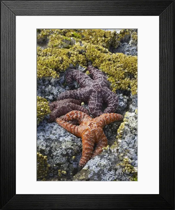 Framed Print : Ochre Sea Stars - Exposed at low tide Cannon Beach, Oregon, USA IN000154 Framed Print : Ochre Sea Stars - Exposed at low tide Cannon Beach, Oregon, USA IN000154