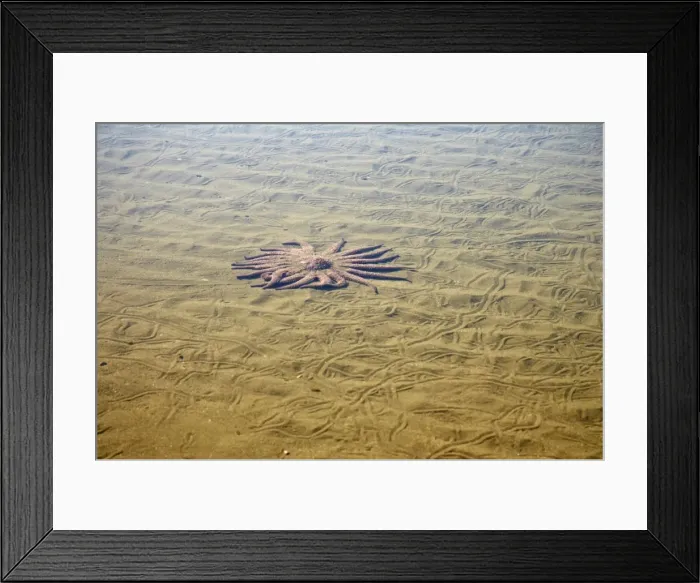 Framed Print : Sunflower Star - In sandy rockpool Third Beach Olympic National Park, Washington State, USA IN000108 Framed Print : Sunflower Star - In sandy rockpool Third Beach Olympic National Park, Washington State, USA IN000108