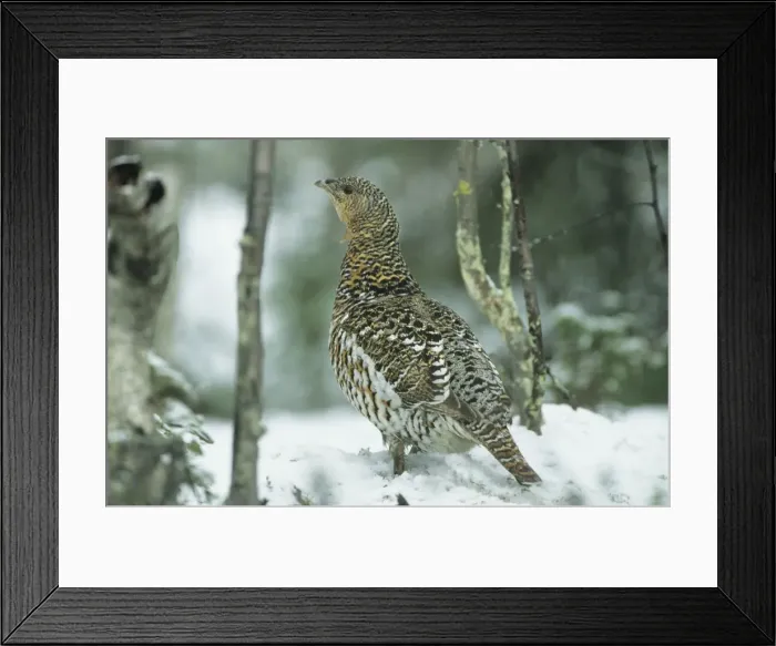 Framed Print : Capercaille - Female in Snow Finland BI006847 Framed Print : Capercaille - Female in Snow Finland BI006847
