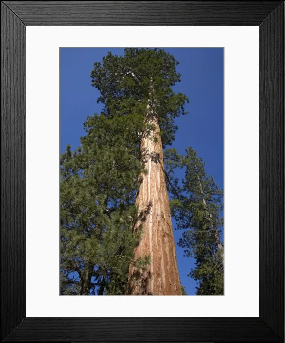 Framed Print : Giant Sequoia Sequoia National Park, California, USA LA000613 Framed Print : Giant Sequoia Sequoia National Park, California, USA LA000613