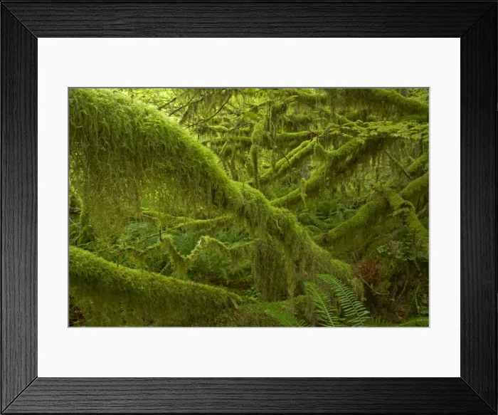 Framed Print : Moss Covered Trees Hoh Rain Forest, Olympic National Park, Washington State, USA LA001654