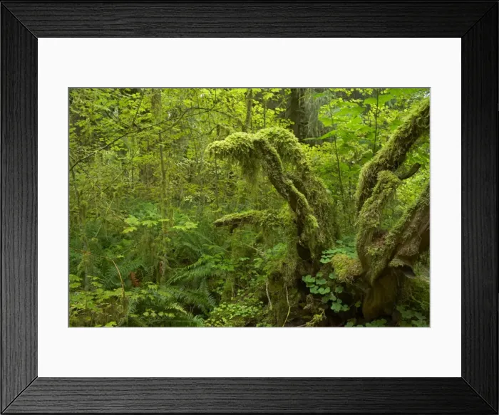 Framed Print : Moss Covered Trees Hoh Rain Forest, Olympic National Park, Washington State, USA LA0001643 Framed Print : Moss Covered Trees Hoh Rain Forest, Olympic National Park, Washington State, USA LA0001643