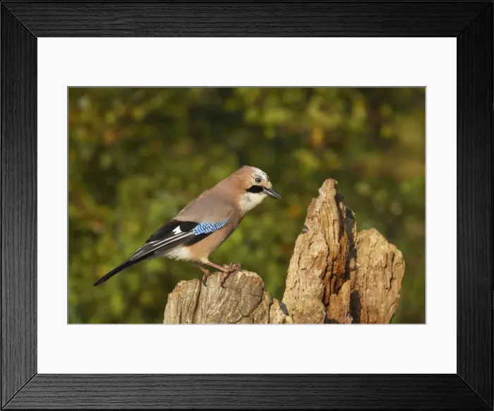 Framed Print : Jay Lea Valley Park, Herts, UK BI006749 Framed Print : Jay Lea Valley Park, Herts, UK BI006749