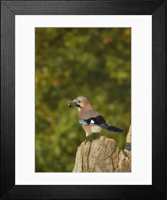 Framed Print : Jay - With Acorn Lea Valley Park, Herts, UK BI006751 Framed Print : Jay - With Acorn Lea Valley Park, Herts, UK BI006751