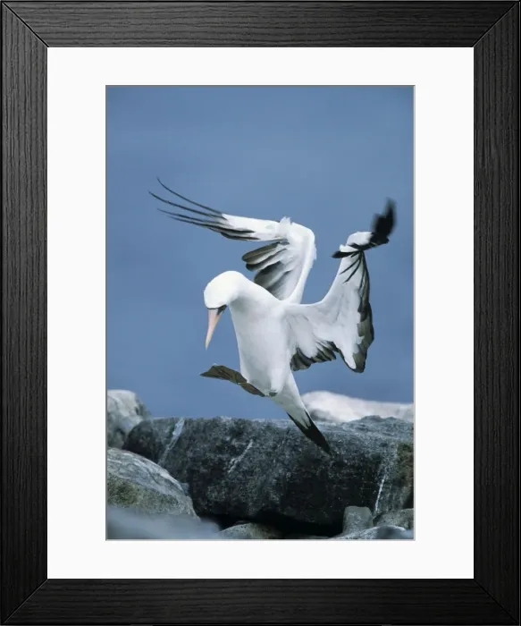 Framed Print : Nazca / Masked Booby - landing Hood (Espanola) island Galapagos BI004385 Framed Print : Nazca / Masked Booby - landing Hood (Espanola) island Galapagos BI004385