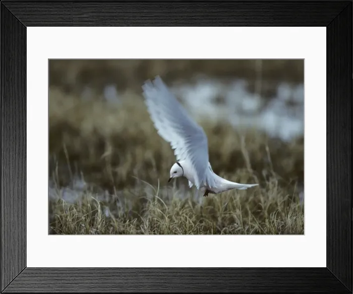 Framed Print : Ross's Gull - On Breeding Grounds Kolyma Delta, Siberia, Russia BI005635 Framed Print : Ross's Gull - On Breeding Grounds Kolyma Delta, Siberia, Russia BI005635