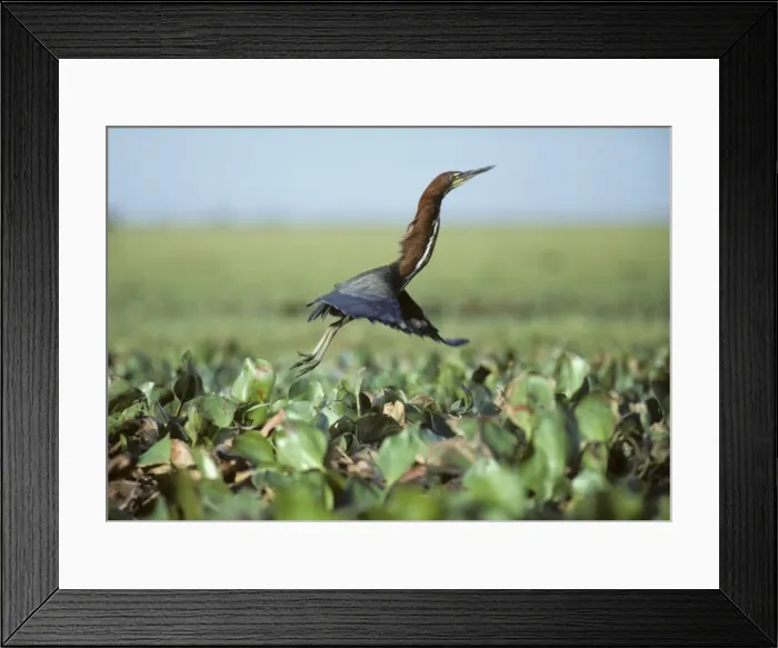 Framed Print : Rufesent Tiger Heron - Leaping from Marsh Llanos, Orinoco Delta, Venezuela BI002411 Framed Print : Rufesent Tiger Heron - Leaping from Marsh Llanos, Orinoco Delta, Venezuela BI002411